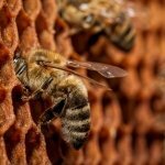  Пчеловодство